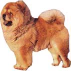 CHOW-CHOW