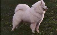 SAMOYEDE