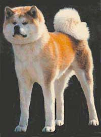 AKITA INU