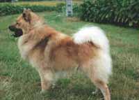 EURASIER