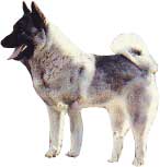 ELKHOUND GRIS DE NORVEGE