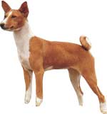 BASENJI