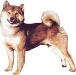 SHIBA INU