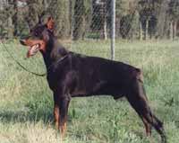 DOBERMANN