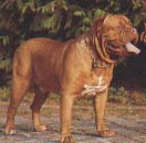 DOGUE DE BORDEAUX