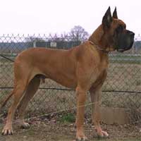 DOGUE ALLEMAND