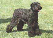 SCHNAUZER