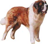 SAINT-BERNARD