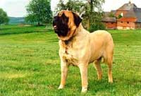 MASTIFF