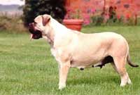 BULLMASTIFF