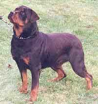 ROTTWEILLER