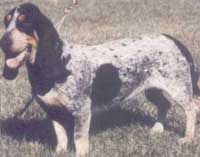 BASSET BLEU DE GASCOGNE