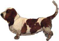 BASSET HOUND