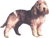 GRAND BASSET GRIFFON VENDEEN