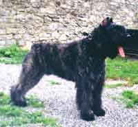 BOUVIER DES FLANDRES