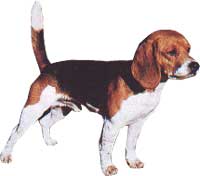 BEAGLE