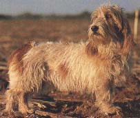 PETIT BASSET GRIFFON VENDEEN