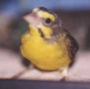 SERIN DU MOZAMBIQUE