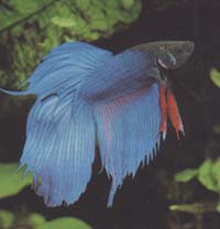 Betta splendens