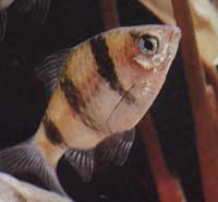 Barbus nigrofasciatus