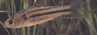 Barbus fasciatus