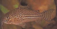 Corydoras julii