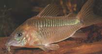 Corydoras aeneus