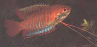 Gourami gant