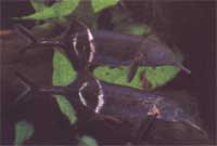 Gnathonemus petersi