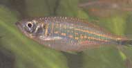 Danio malabaricus