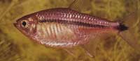 Hyphessobrycon scholzei