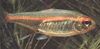 Hemigrammus erythrozonus