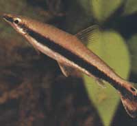 Nannostomus unifasciatus