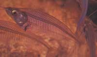 Silure de verre indien ou Silure transparent