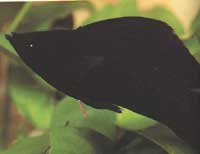 Poecilia hybrides