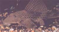 Plecostomus punctatus