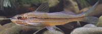 Pimelodella gracilis
