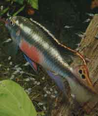 Pelvicachromis pulcher