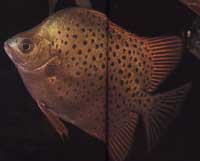 Scatophagus argus