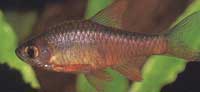 Rasbora vaterifloris