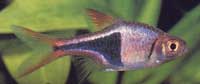 Rasbora heteromorpha