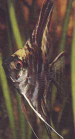 Pterophyllum scalare