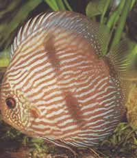 Symphysodon discus