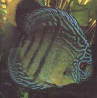 Discus bleu