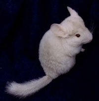 Chinchilla