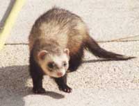 Furet