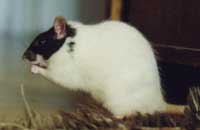 Rat