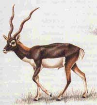 Antilope Cervicapre