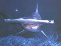 Grand Requin marteau