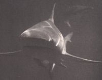 Requin fluviatile